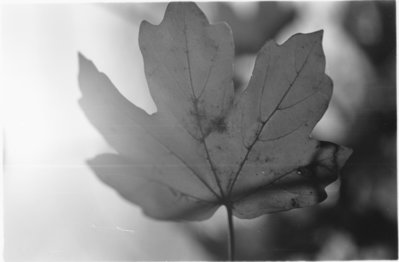 EI=20 iso D-76 1+1 @ 20°C 5'<br />Ilford Multigrade V filtro 2