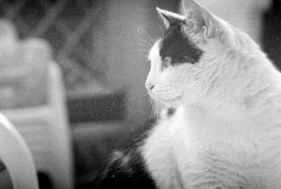 Schermata 2021-04-19 alle 11.51.04.png