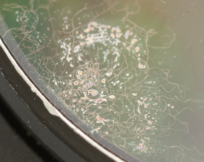 7AC_0480crop.jpg