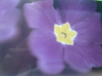 flower 3.jpg